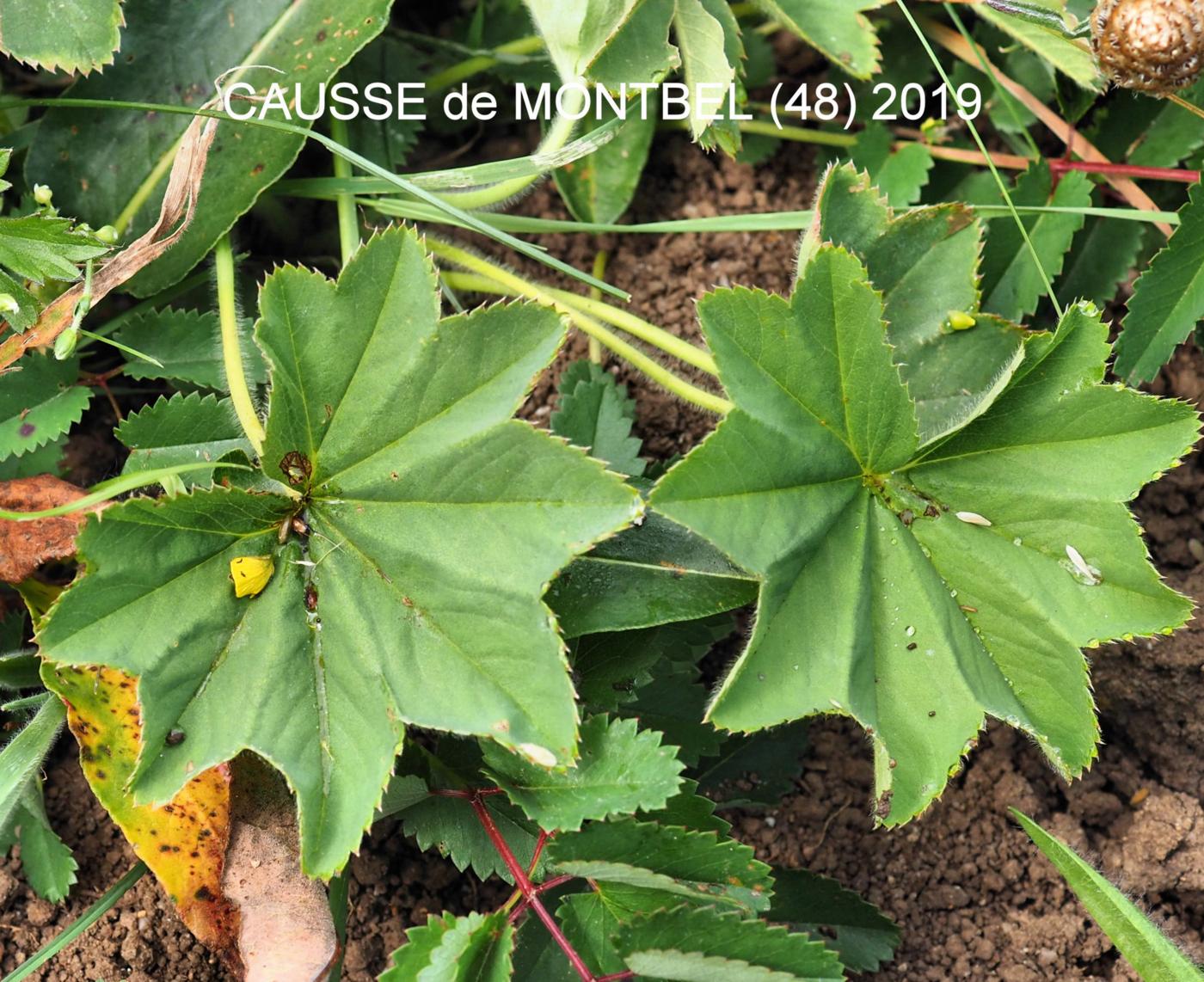 Lady's Mantle, [Yellow-green] leaf